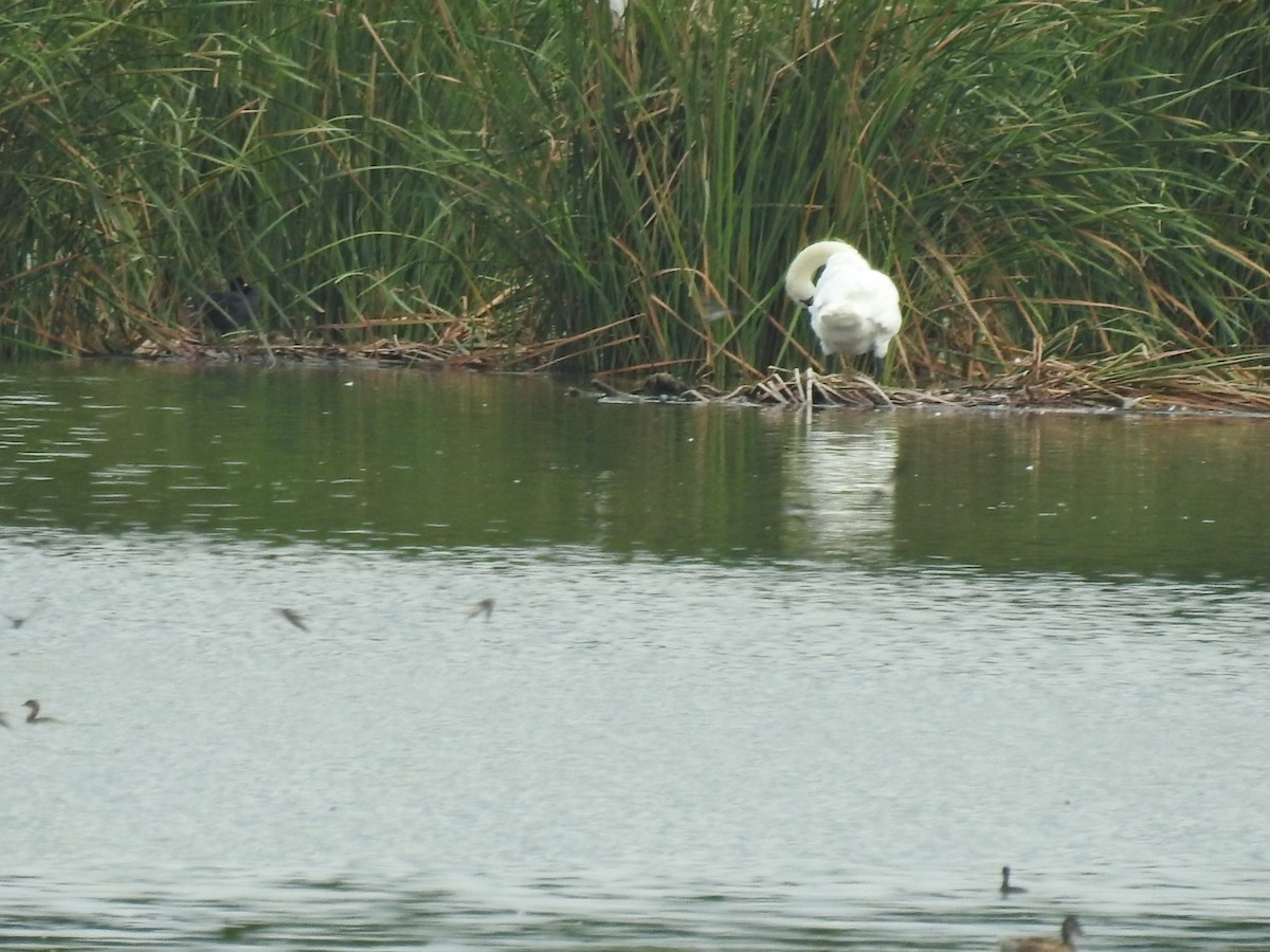 Mute Swan - ML365677001