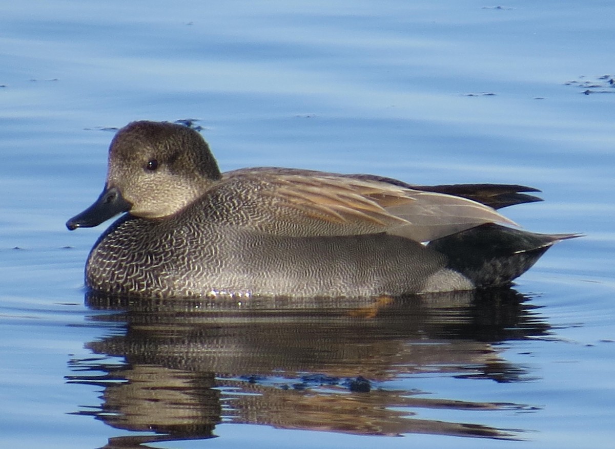 Gadwall - Jim Sweeney