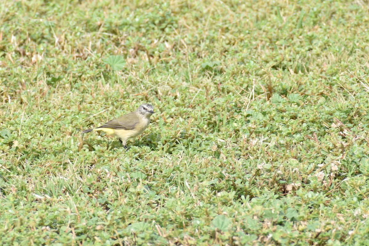 Yellow-rumped Thornbill - Leo Norman