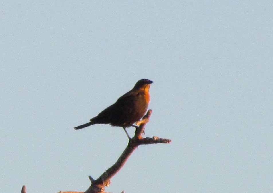 Yellow-headed Blackbird - ML36567851