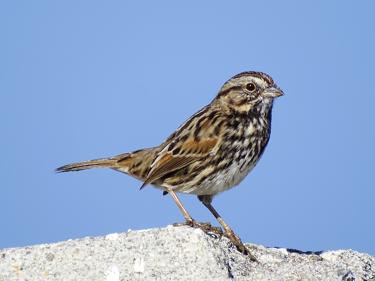 Song Sparrow - Anonymous