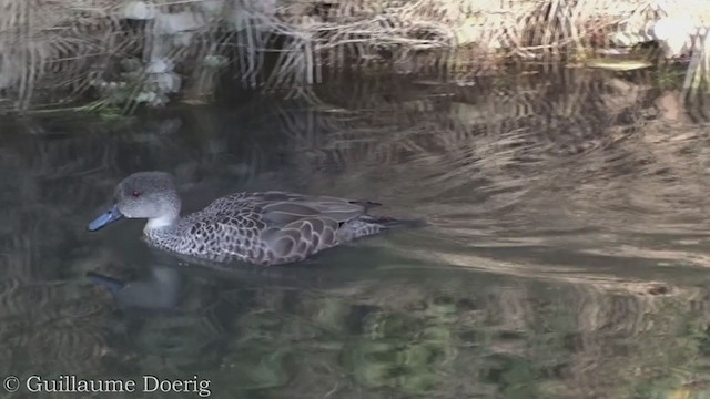 ハイイロコガモ - ML365682261