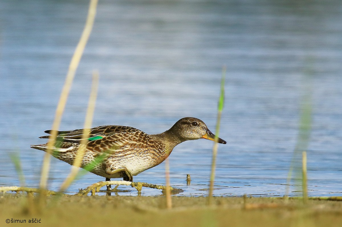 Green-winged Teal - ML365683321