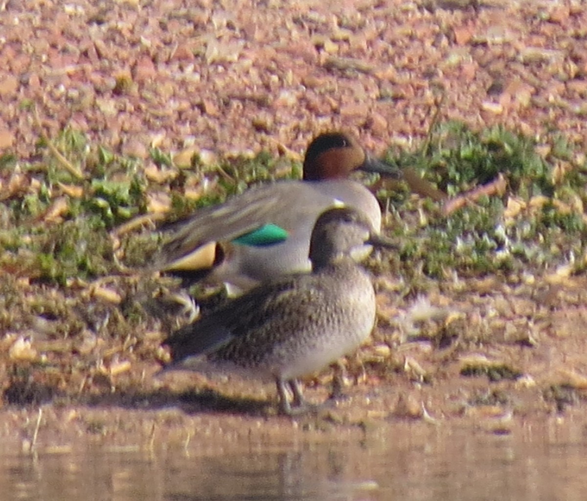 Green-winged Teal - ML365683621