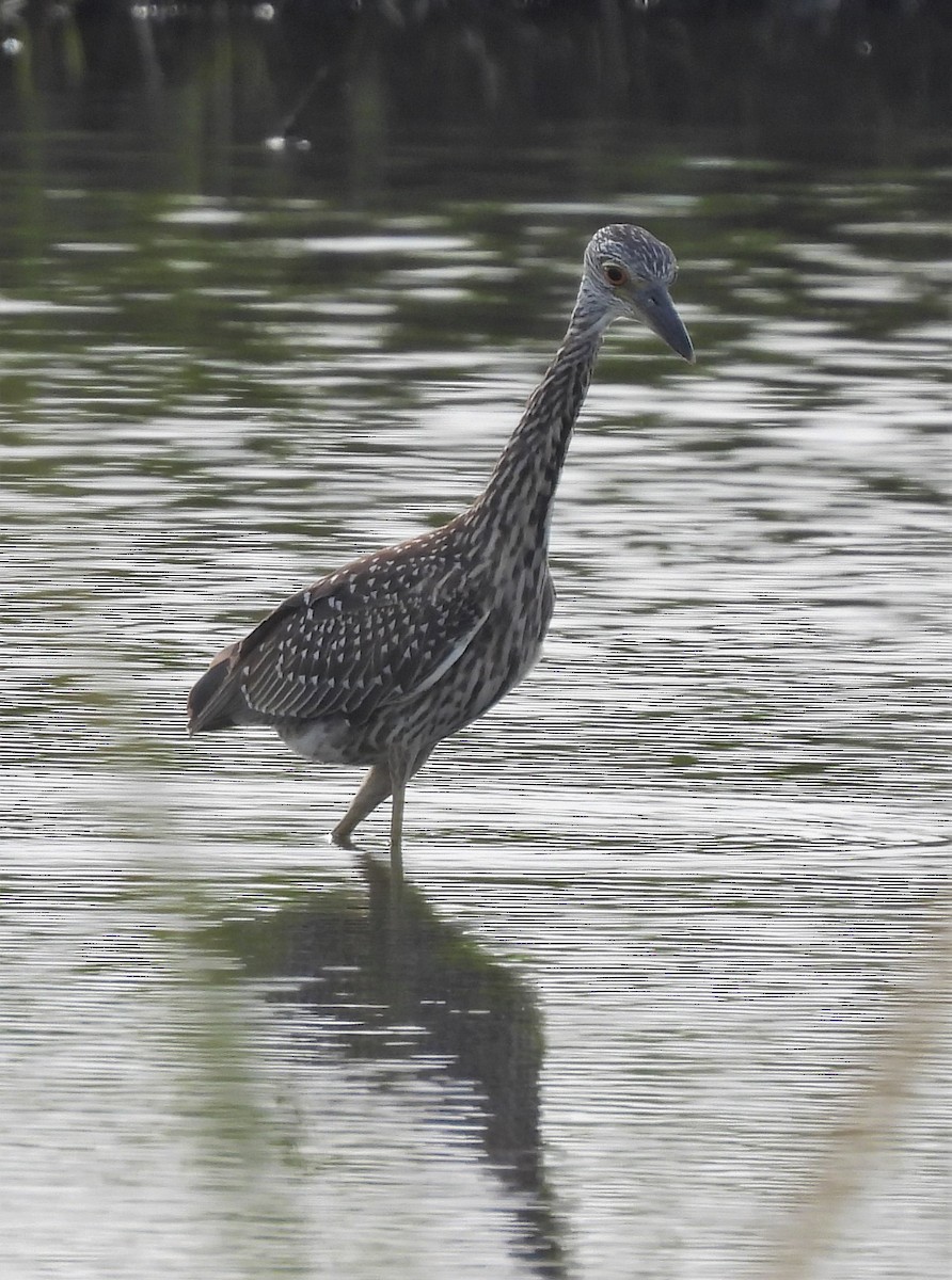 Yellow-crowned Night Heron - ML365683711