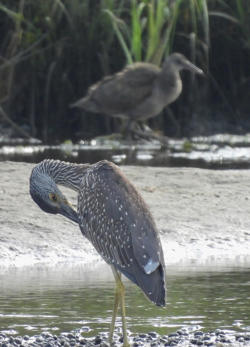 Yellow-crowned Night Heron - ML365683721