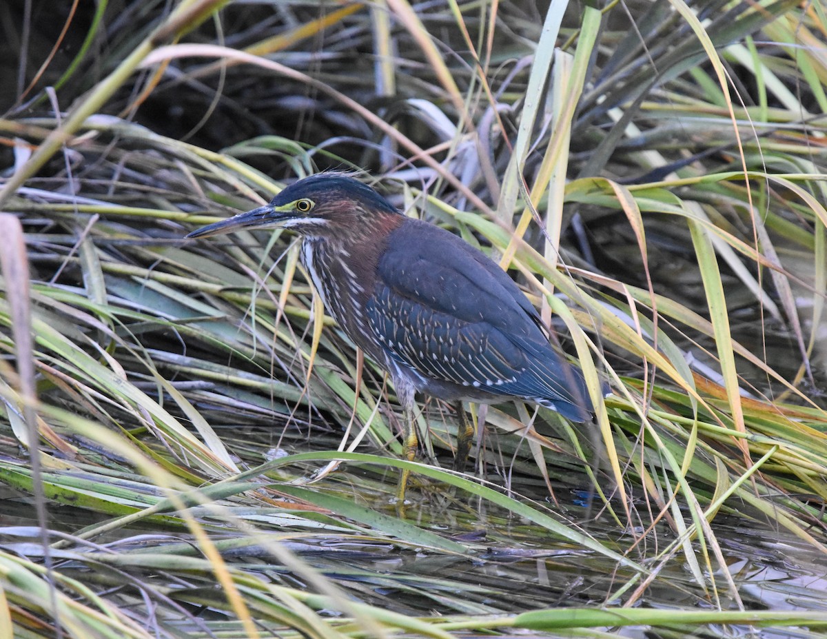 Green Heron - ML365684921
