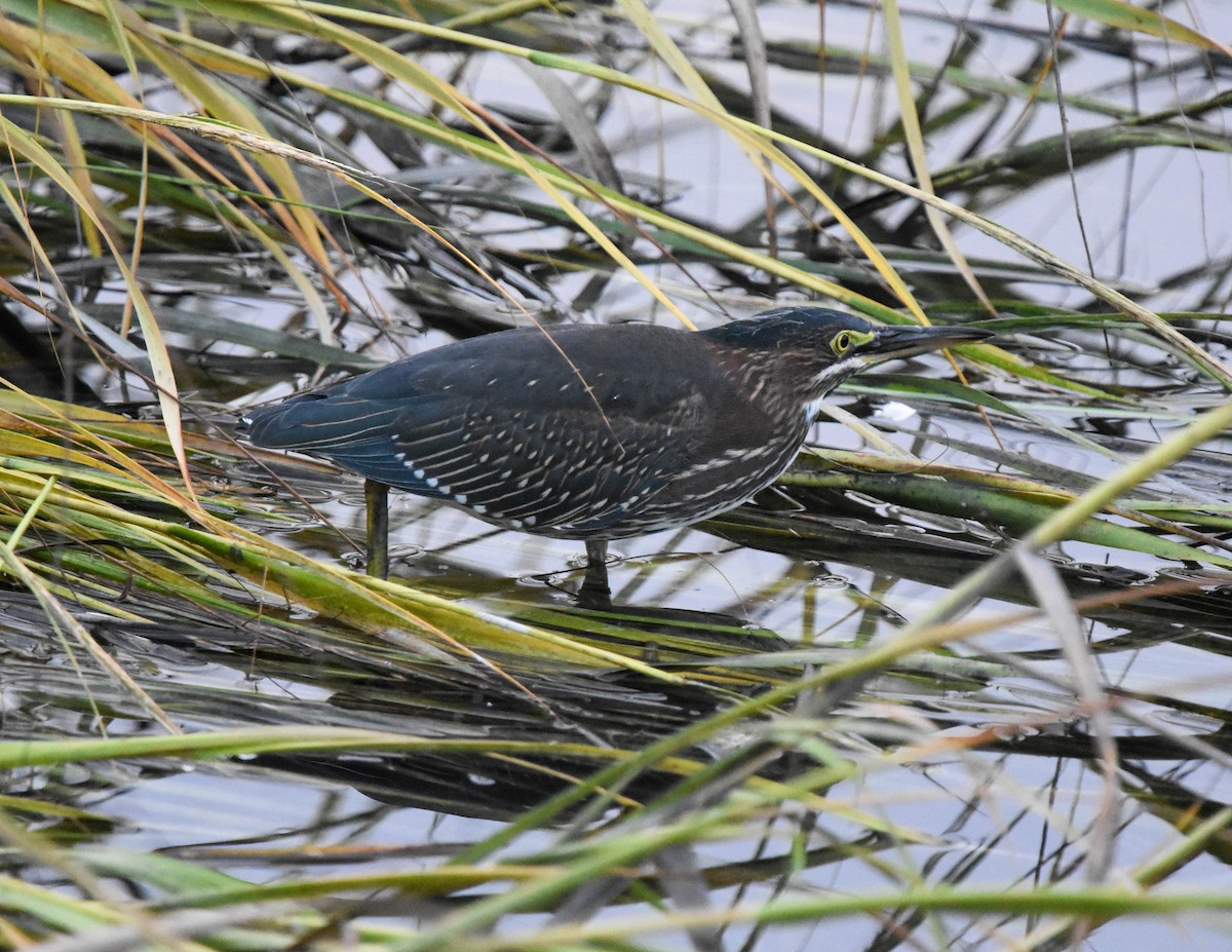 Green Heron - ML365684941