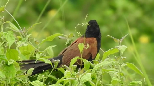 Lesser Coucal - ML365685471