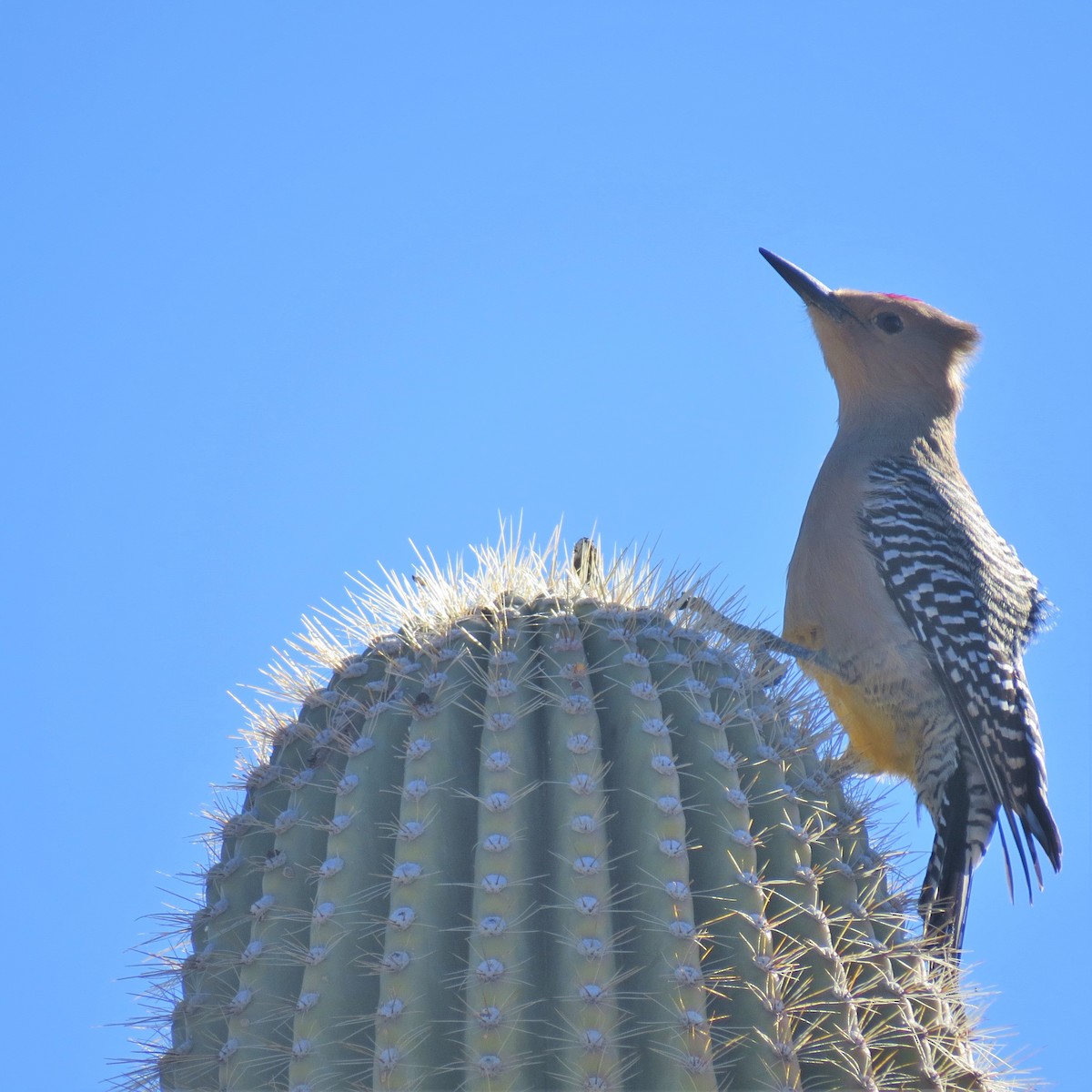 Pic des saguaros - ML365686011