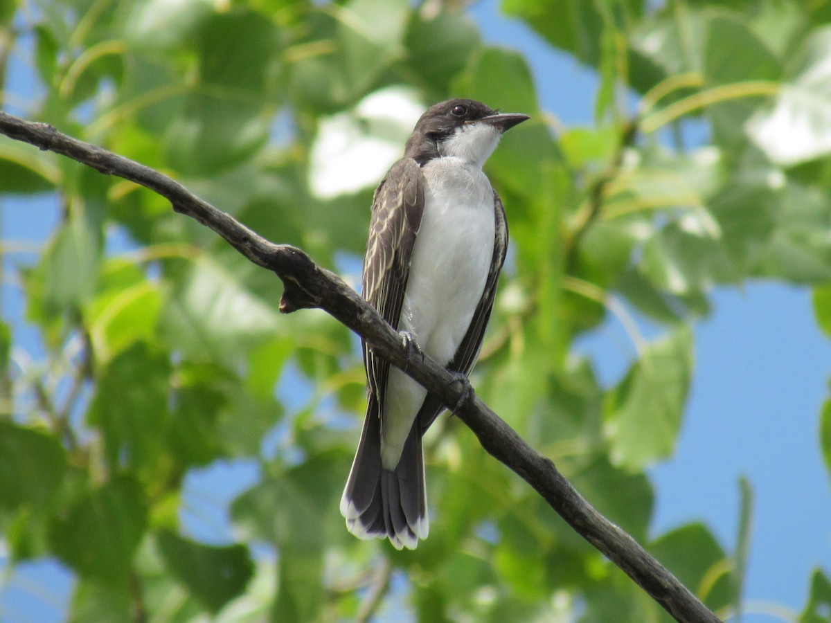 Eastern Kingbird - ML365686611