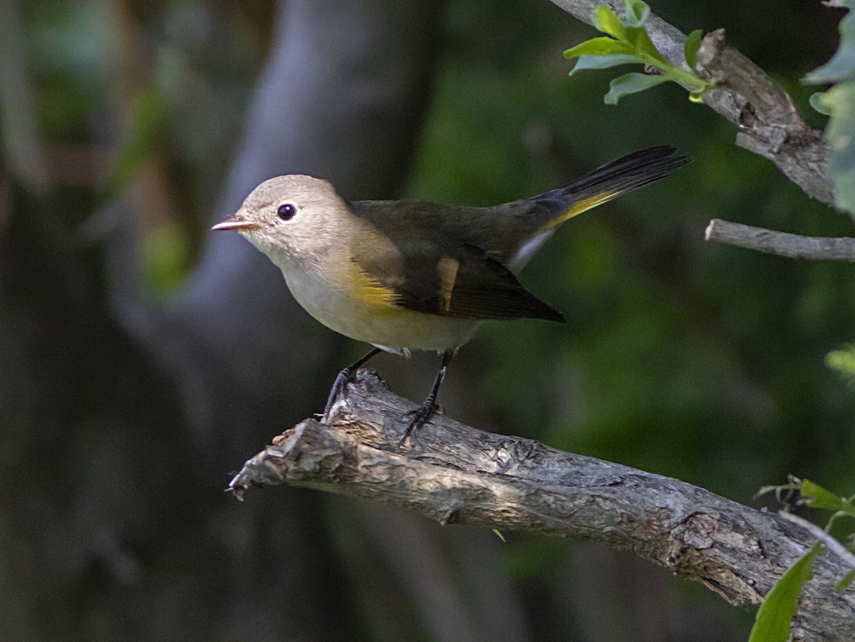 American Redstart - ML365686641