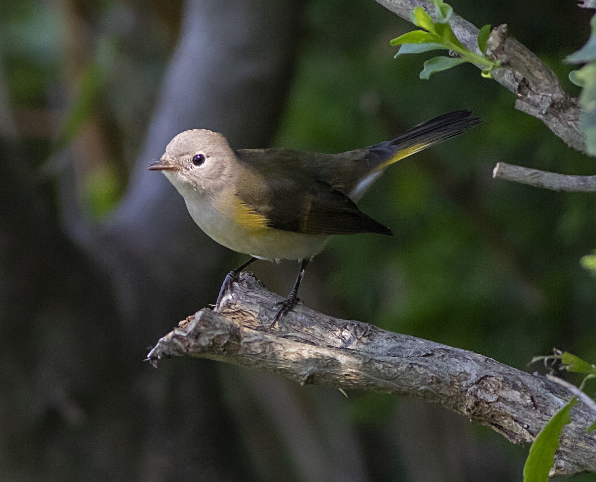 American Redstart - ML365686651