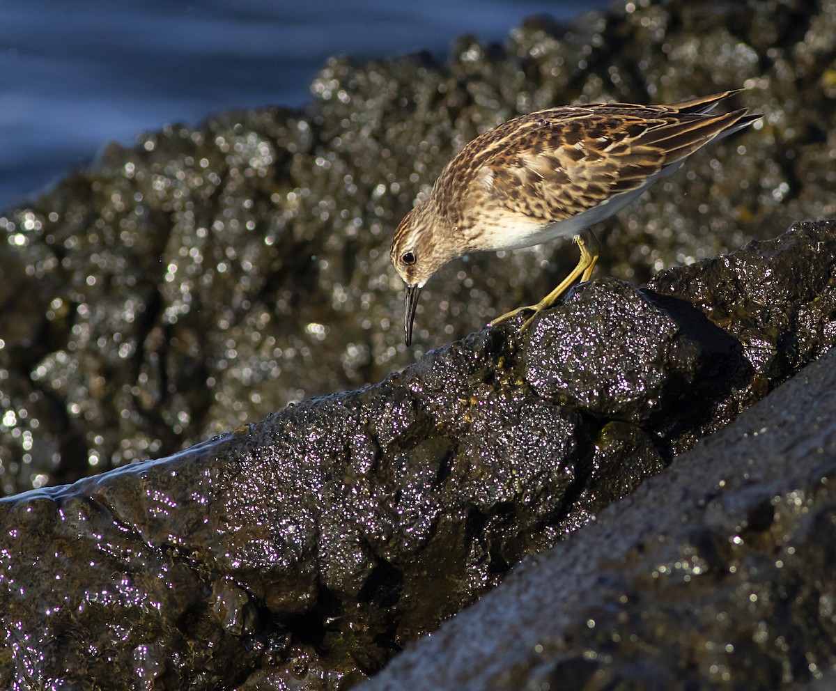 Least Sandpiper - John Gluth