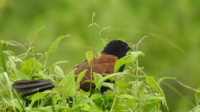 Lesser Coucal - ML365687061