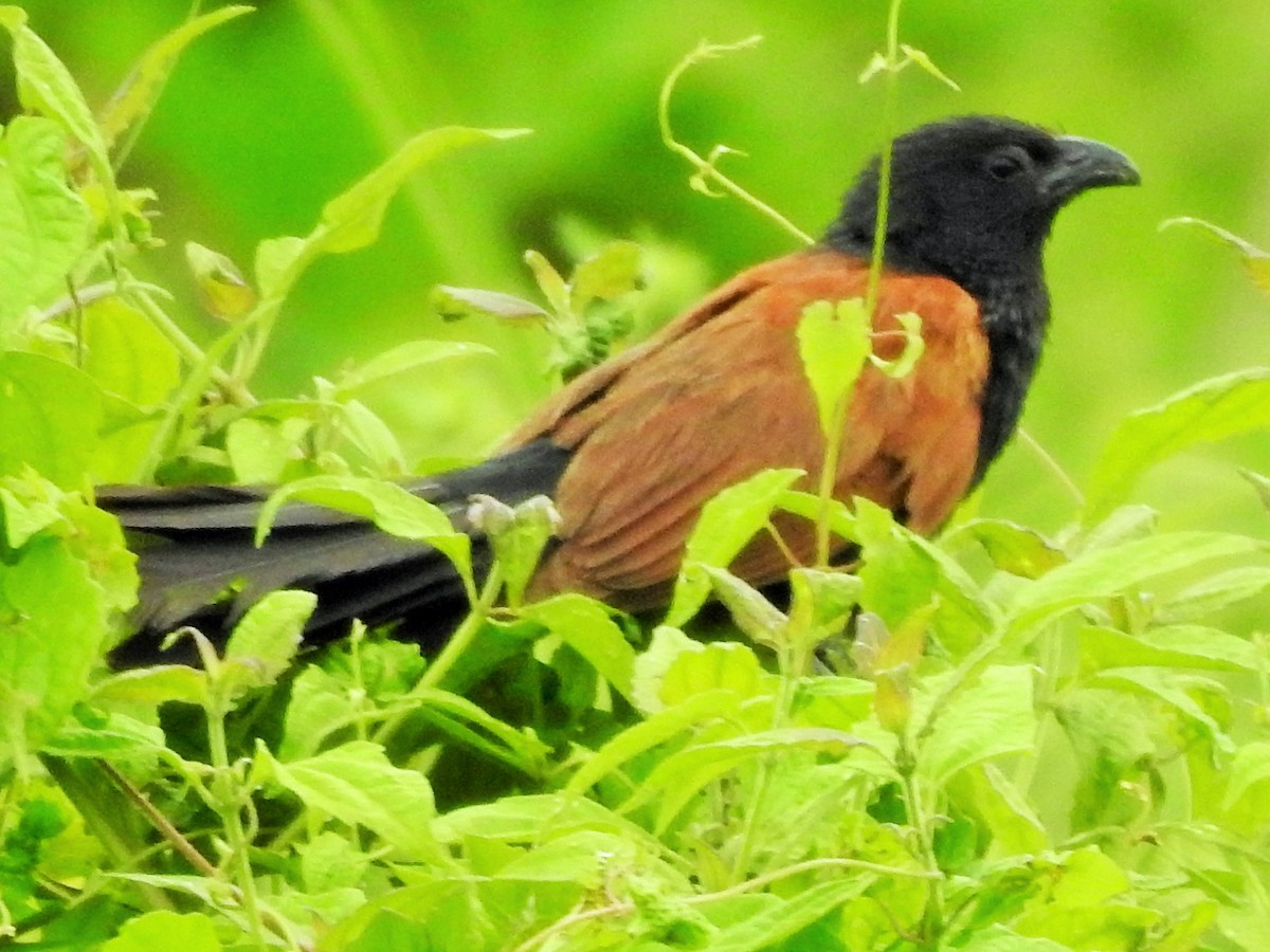 Lesser Coucal - Arulvelan Thillainayagam