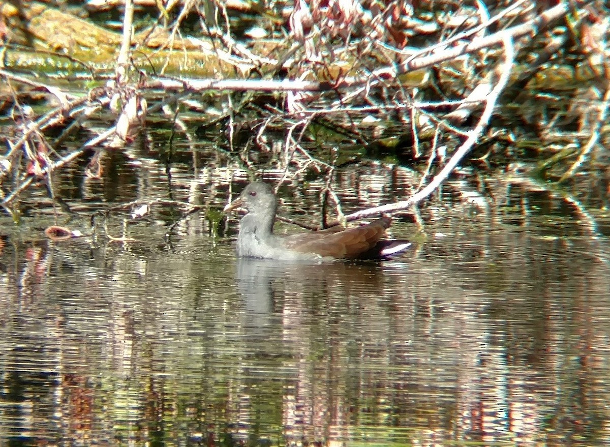 Common Gallinule - Chris Shuck