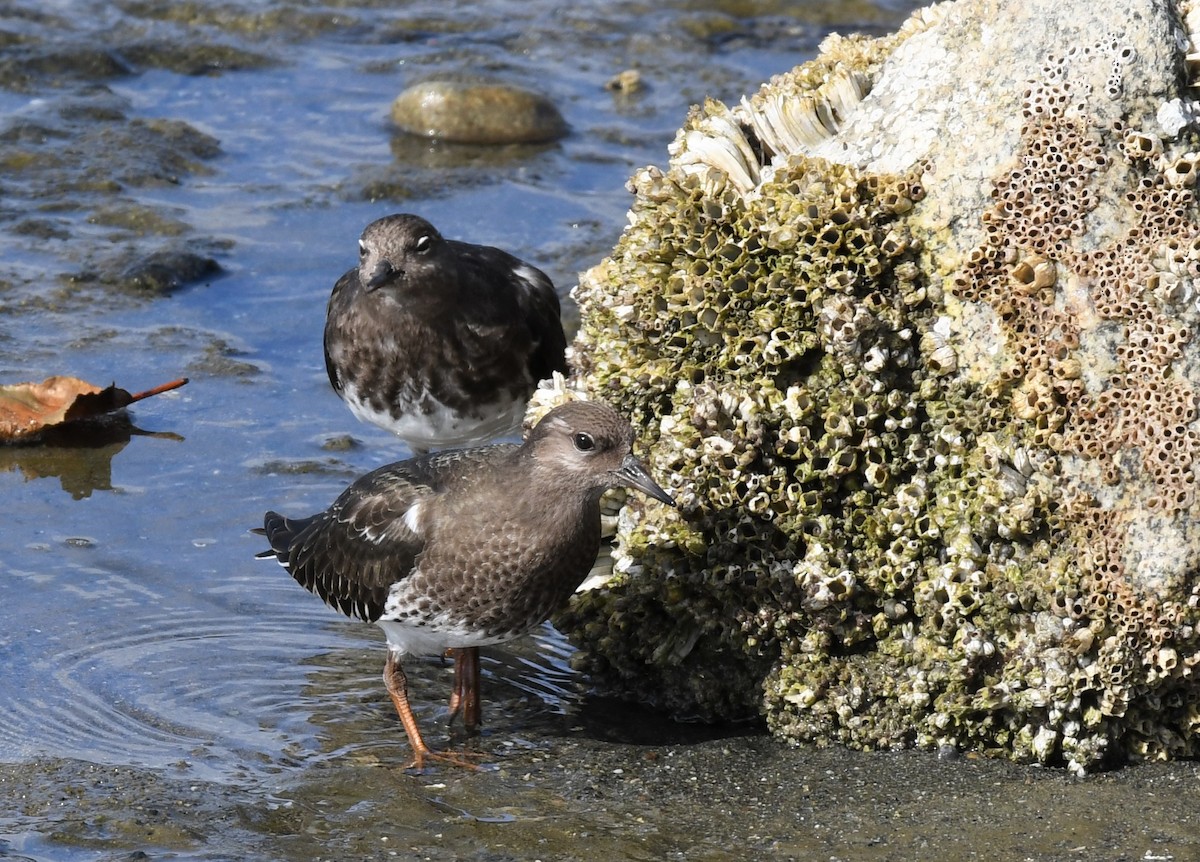 Black Turnstone - ML365689571