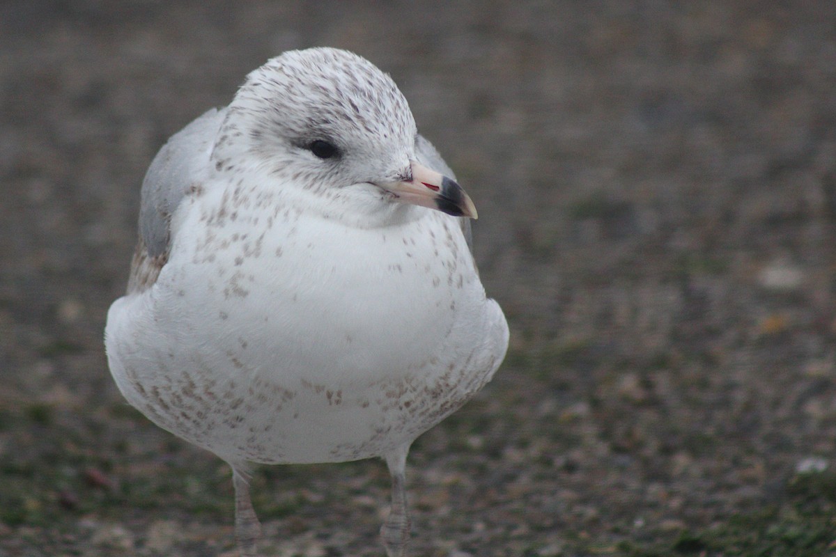 Ring-billed Gull - Sean Cowden