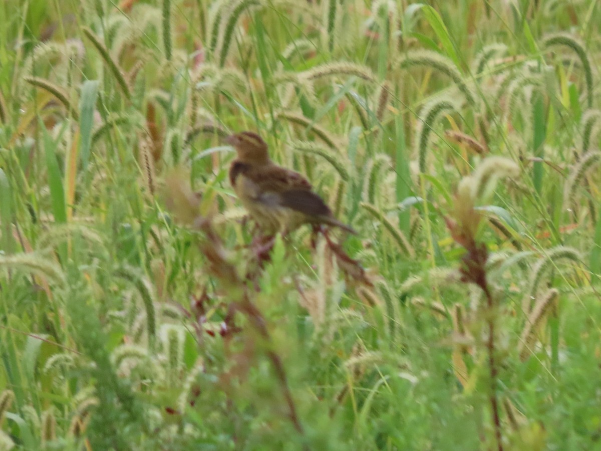 Bobolink - Richard Leonard