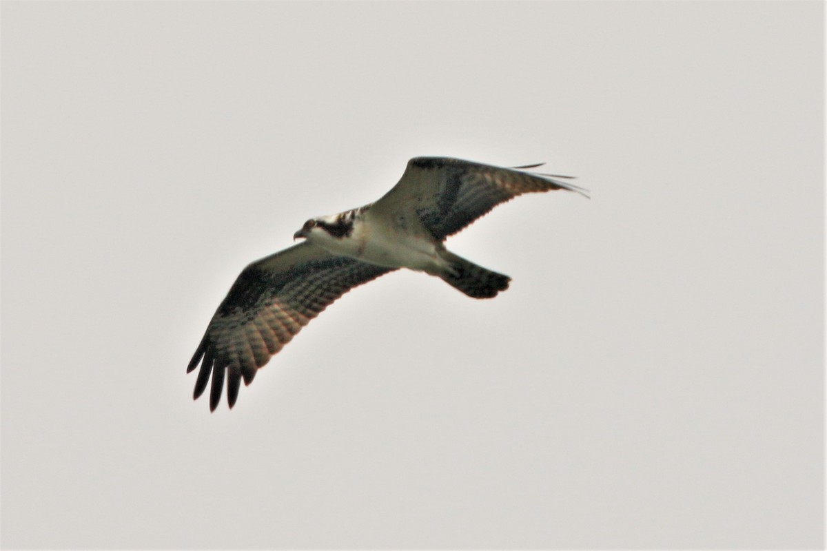 Osprey (American) - ML365691331