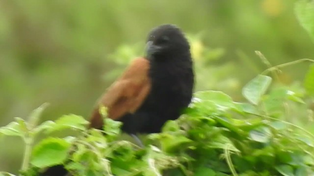 Coucal rufin - ML365691341