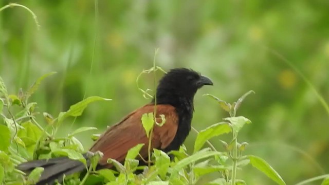 Lesser Coucal - ML365691471