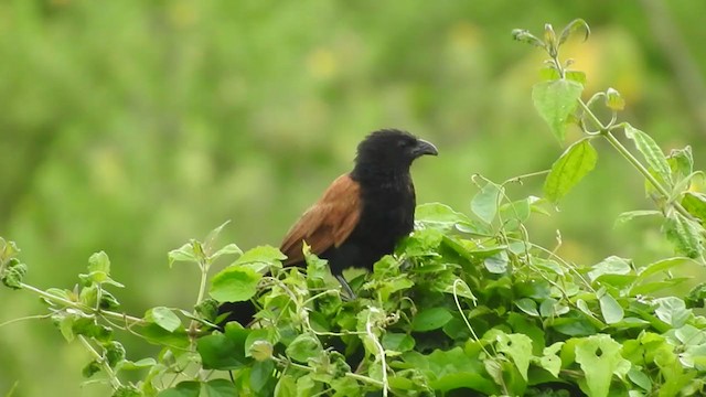 Lesser Coucal - ML365692591