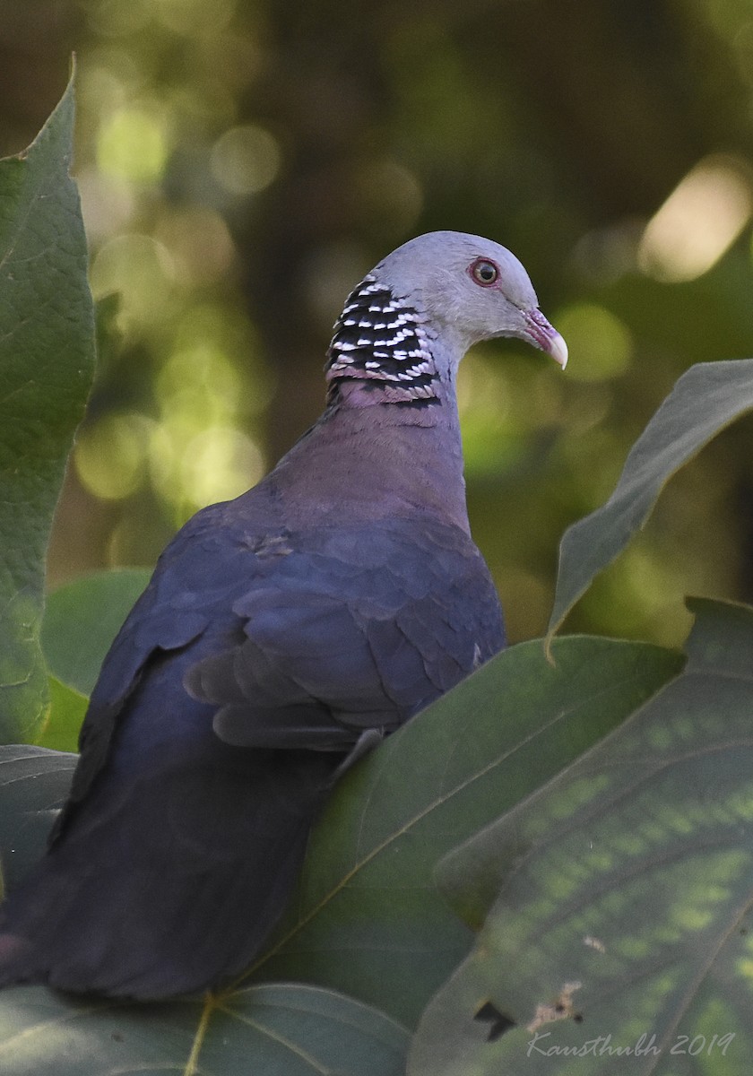 Nilgiri Wood-Pigeon - Kausthubh K Nair