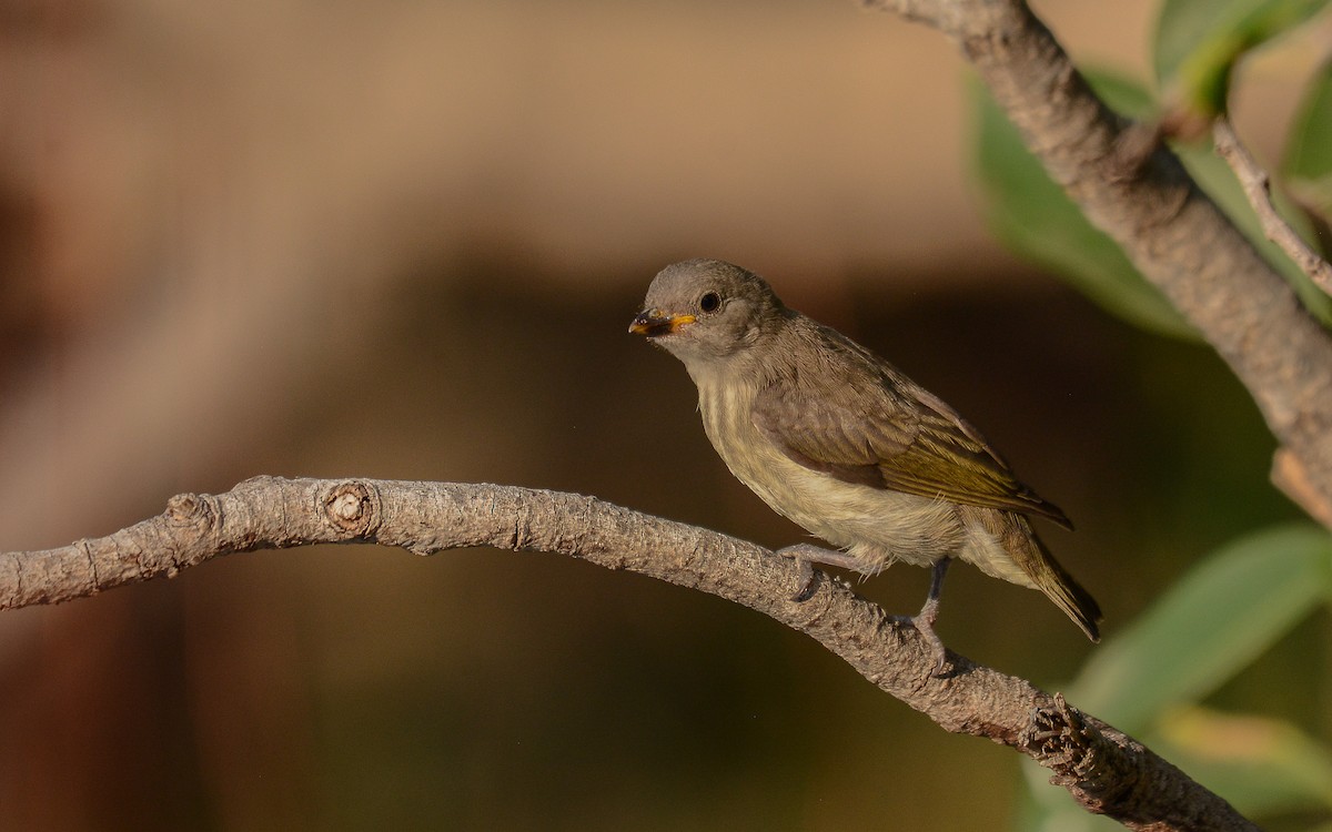 Thick-billed Flowerpecker - ML365693511