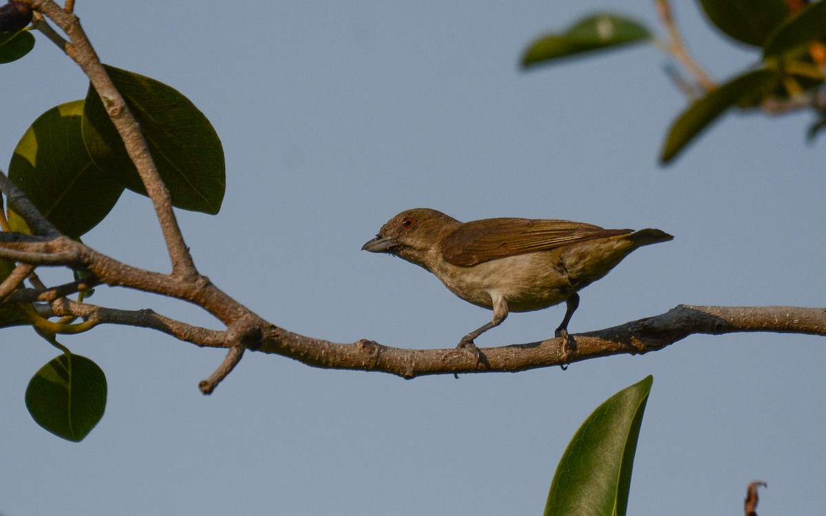 Thick-billed Flowerpecker - ML365693661