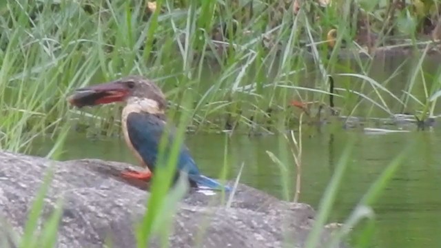 Stork-billed Kingfisher - ML365693681