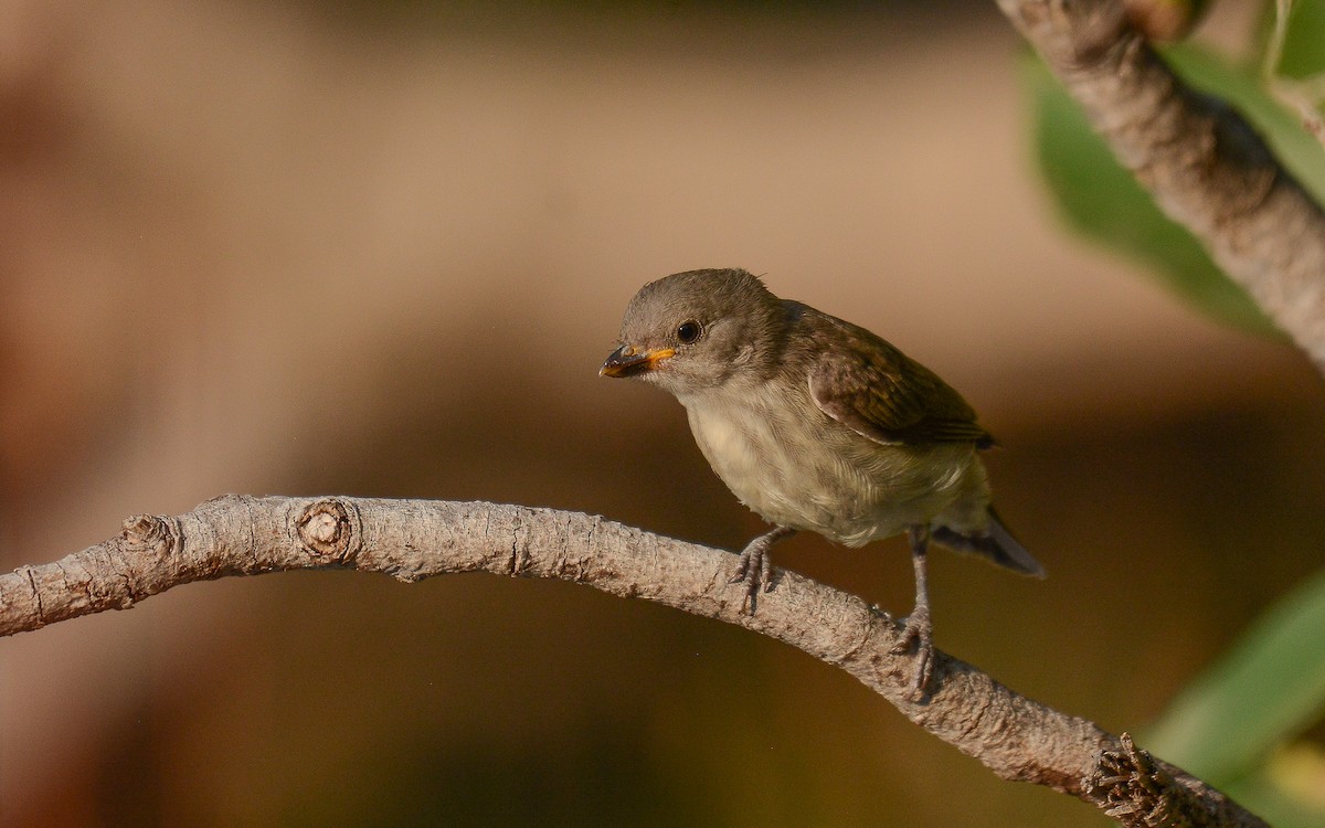 Thick-billed Flowerpecker - ML365693751