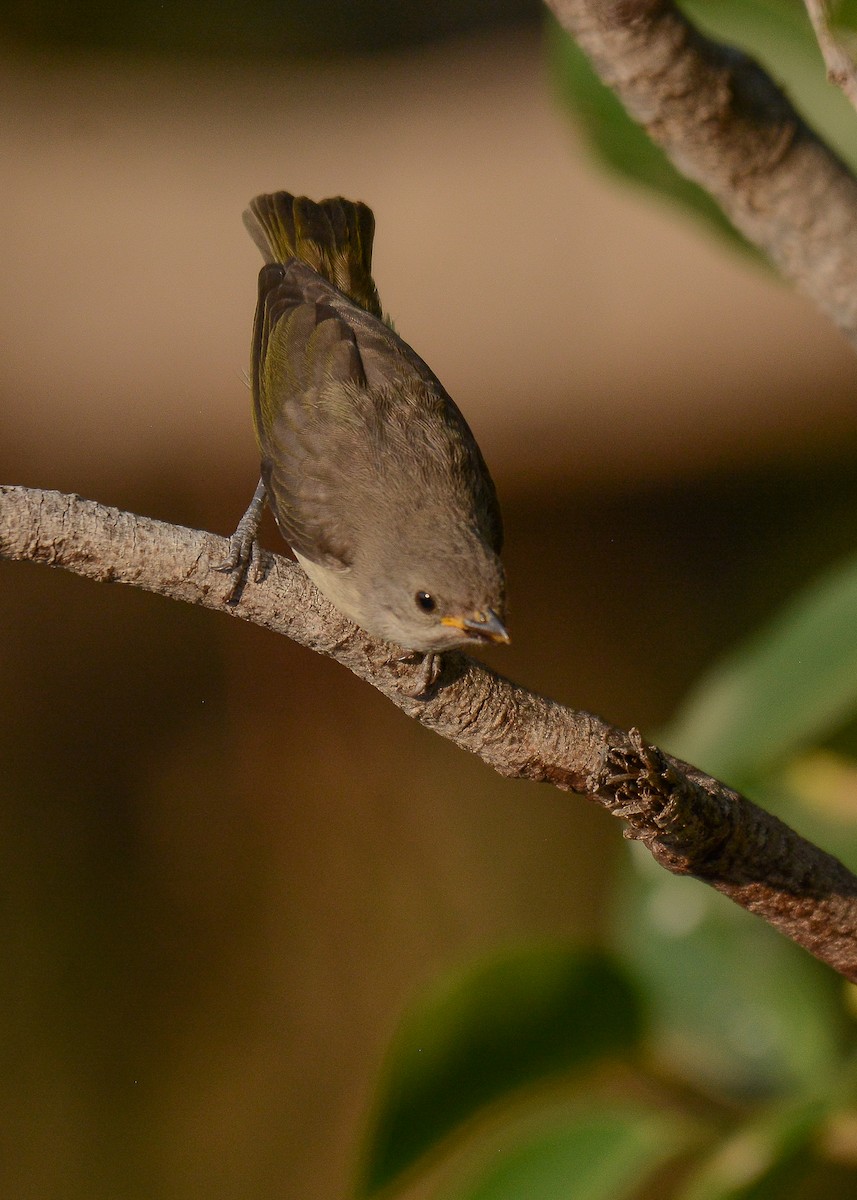 Thick-billed Flowerpecker - ML365693801