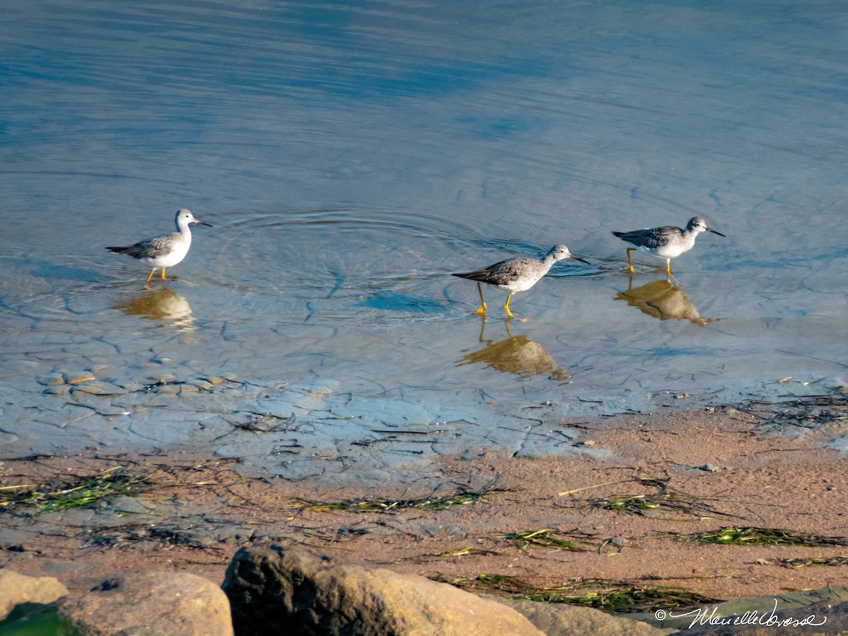 Lesser Yellowlegs - ML365693921