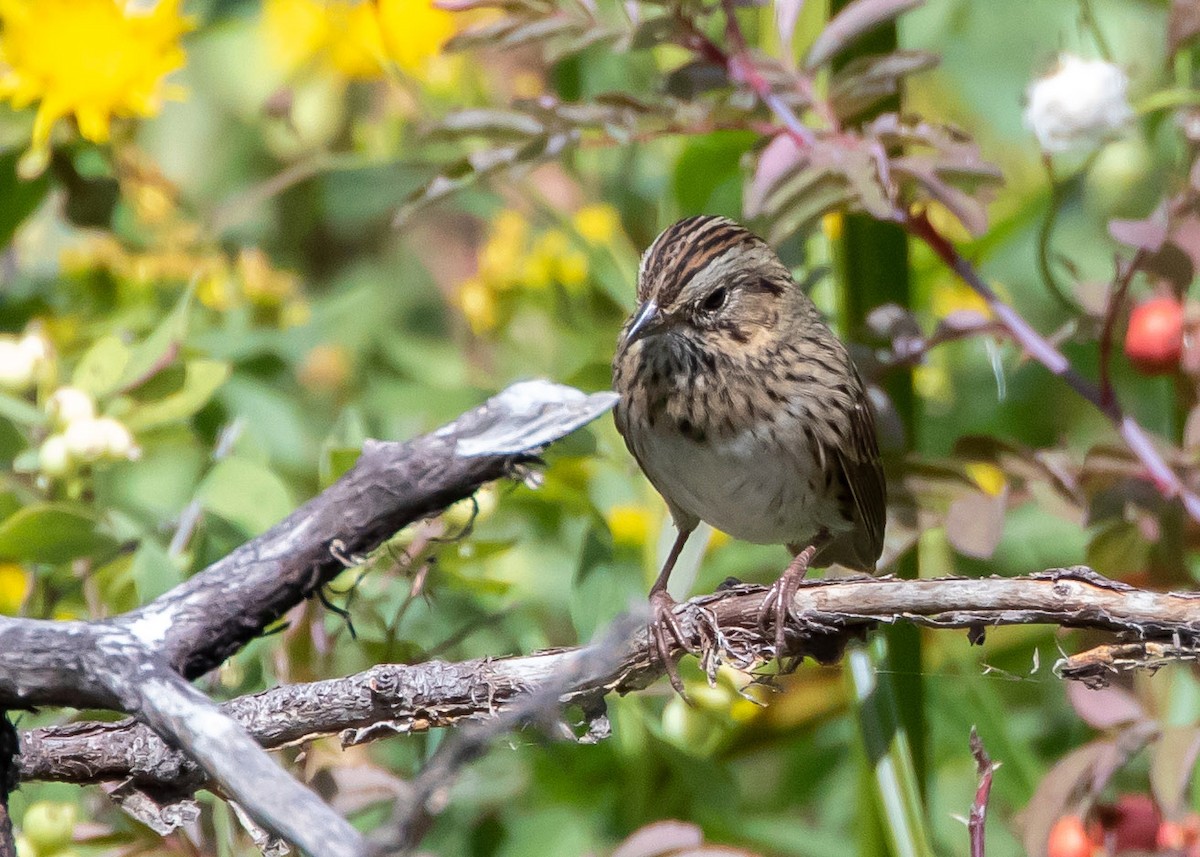 Lincoln's Sparrow - ML365694231