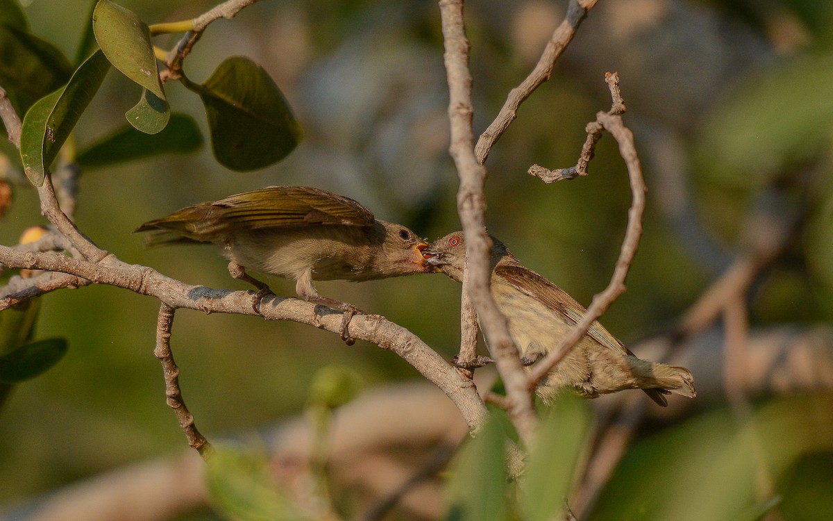 Thick-billed Flowerpecker - ML365694361