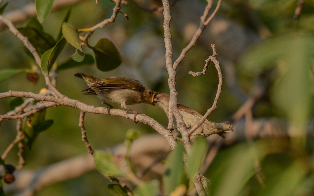 Thick-billed Flowerpecker - ML365694401