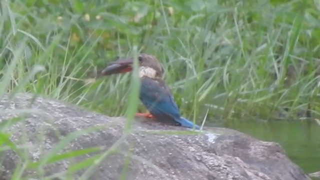 Stork-billed Kingfisher - ML365694491