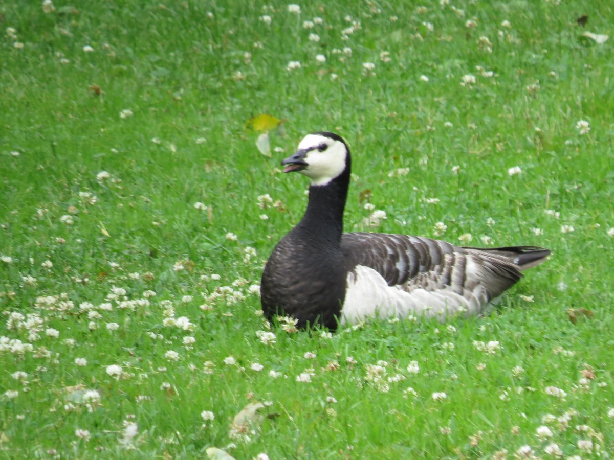 Barnacle Goose - ML365694981