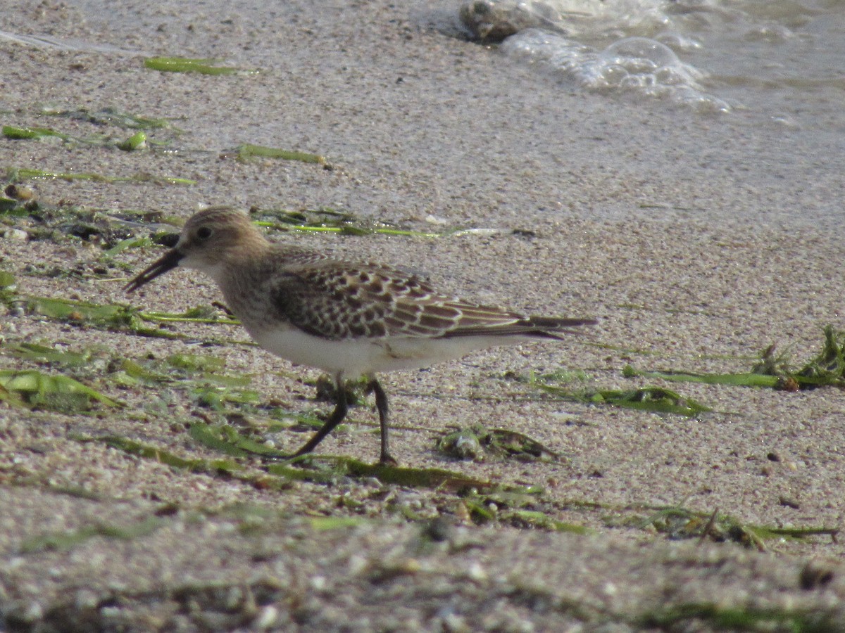 Baird's Sandpiper - ML365696421