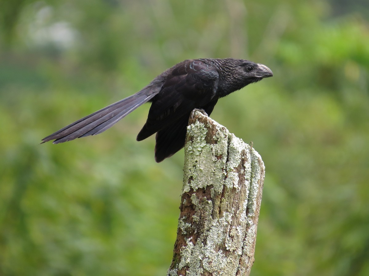 Groove-billed Ani - Róger Rodríguez Bravo