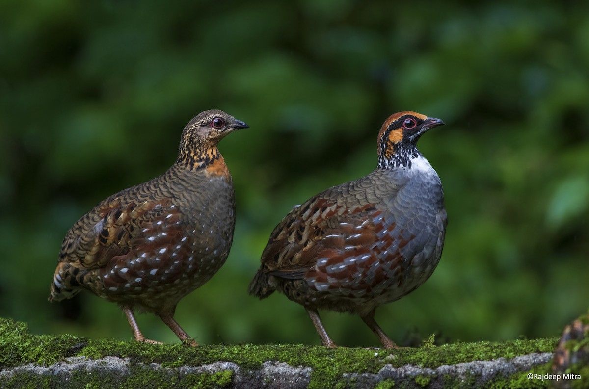 Hill Partridge - Rajdeep Mitra