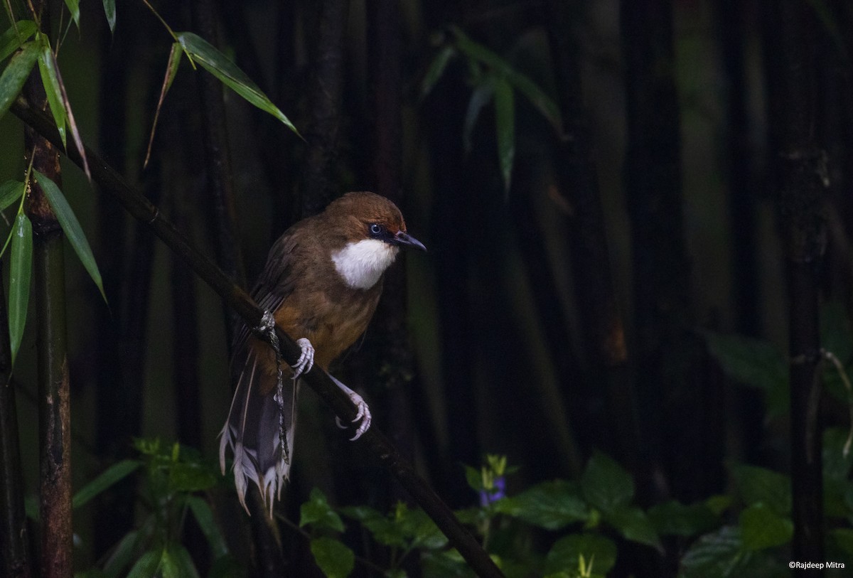 White-throated Laughingthrush - Rajdeep Mitra