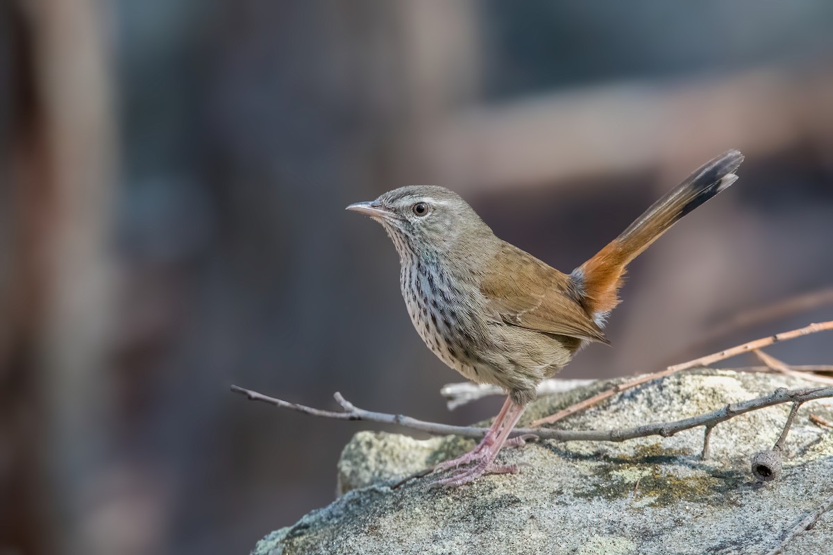 Chestnut-rumped Heathwren - Cary Lewis