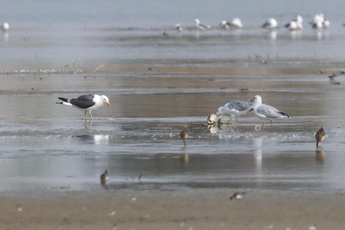 Lesser Black-backed Gull - ML365700281