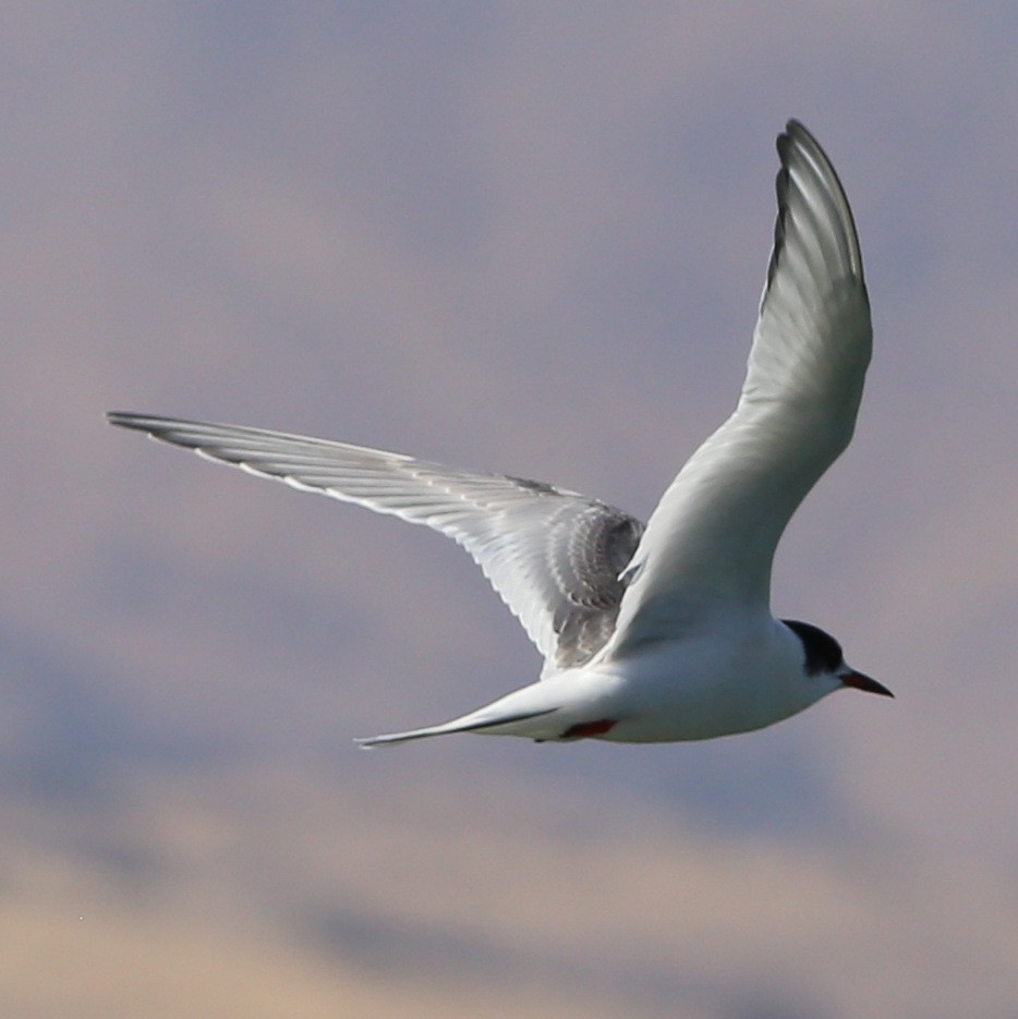 Arctic Tern - ML36570101