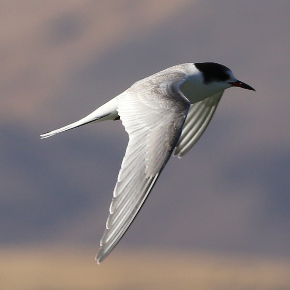 Arctic Tern - ML36570111