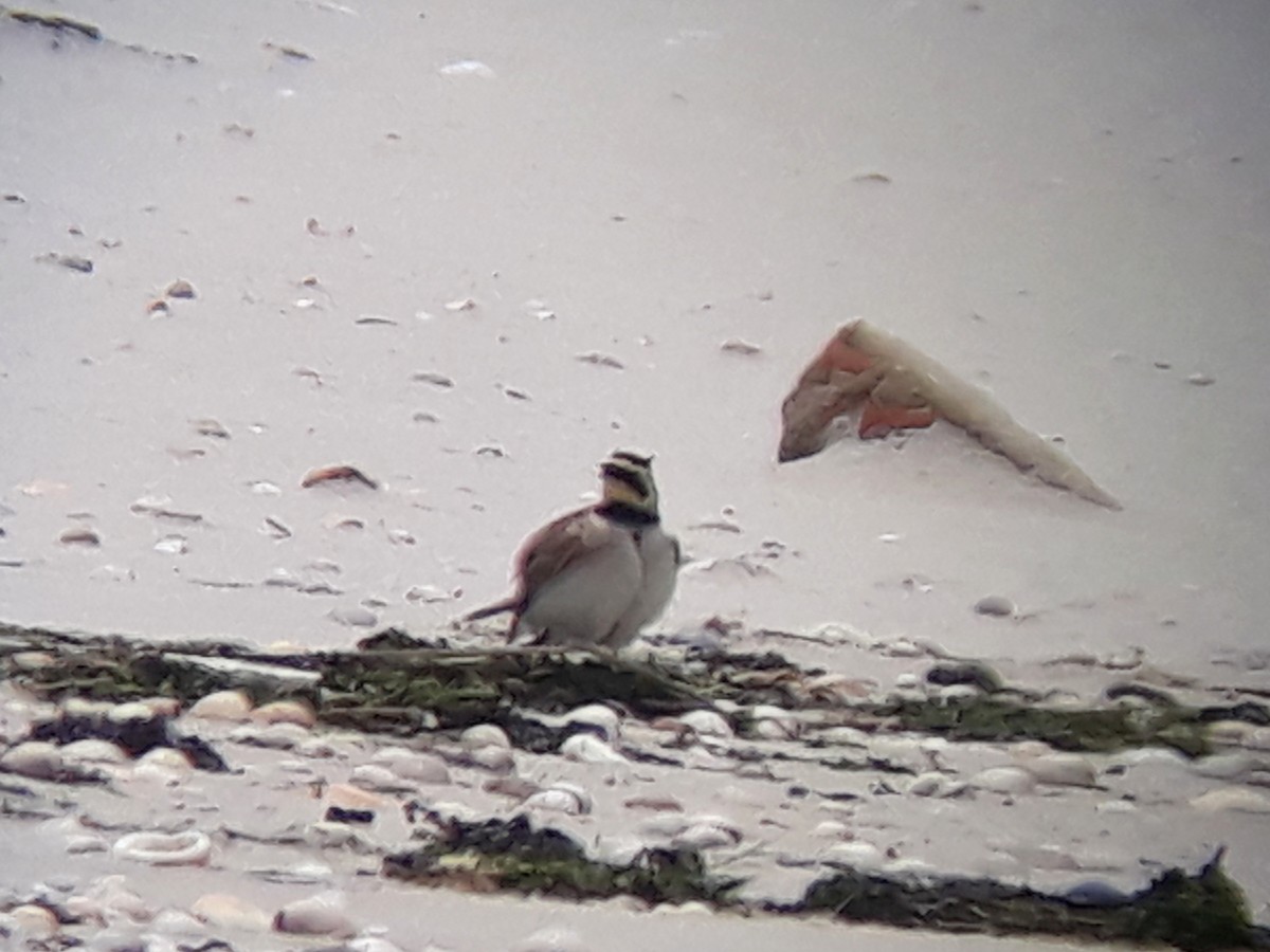 Horned Lark - Flávio Oliveira