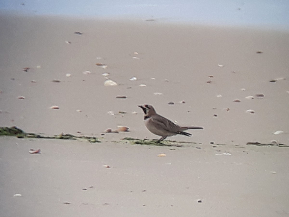 Horned Lark - ML365701621